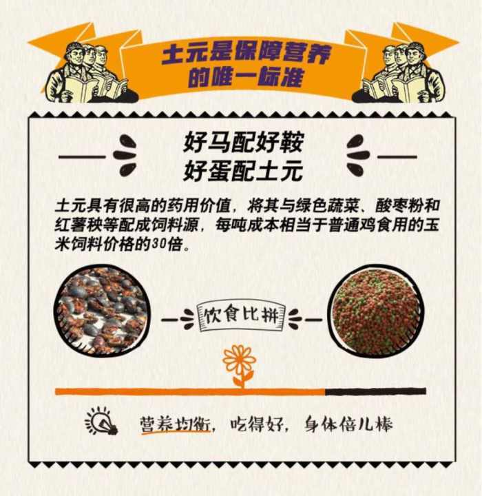 每天一個(gè)土元雞蛋 營養(yǎng)又健康