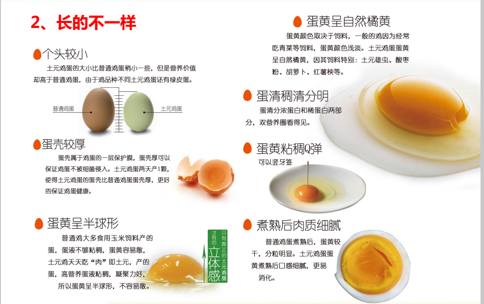 土元雞蛋好在哪里——長得不一樣